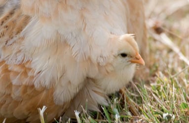 7 Praktische uitgangspunten bij de therapeutische waarde van dieren