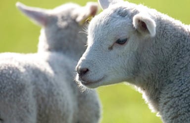 Dierenwelzijn in relatie tot vleeskwaliteit en gezondheid