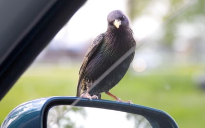 Poëzie: Echtheid
