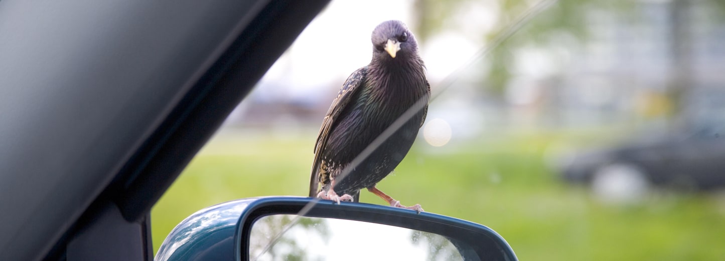 DVM2015-Baobird_2_GF