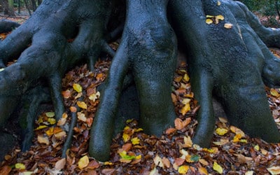 De gesteldheid van onze bomen