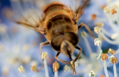 Neonicotnoïden en de invloed op bijen en vogels