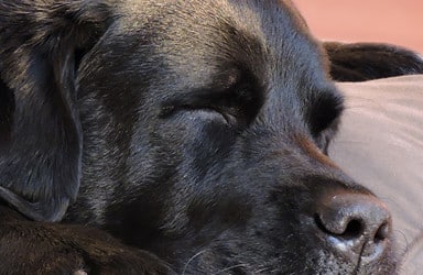 Gezelschapsdieren
