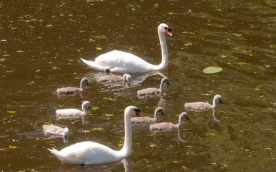 Het familiesysteem als waterrad