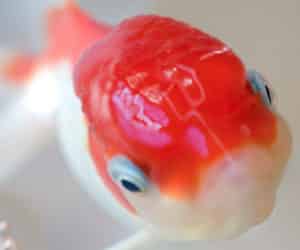 De gevolgen van intensieve visteelt voor paling en zalm