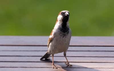 Jezelf lerend opstellen ten aanzien van dieren