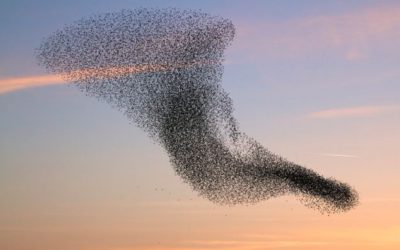 De revolutionaire evolutie en de 6e crisis
