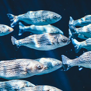 DVM-dieren-school-fish