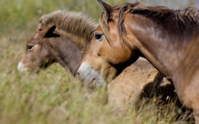 De betekenis van familierelaties