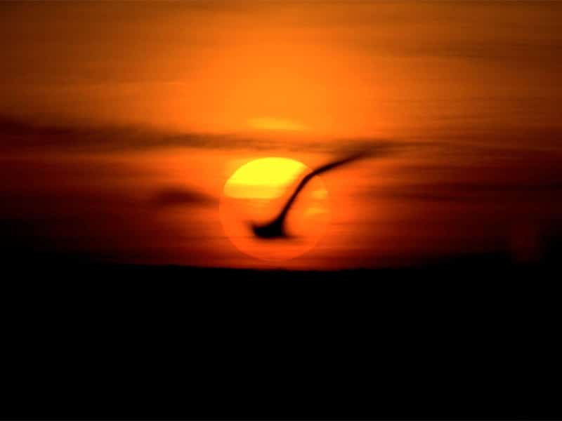 DVM-Bird_in_sunset-800×600