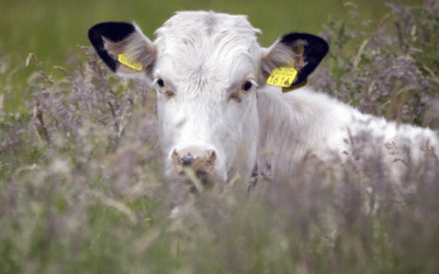Embryotransplantatie bij runderen