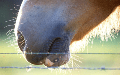 Dierenrecht 1