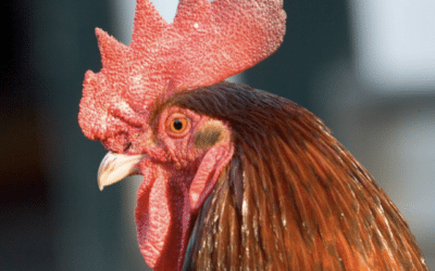 Dierenrecht 5