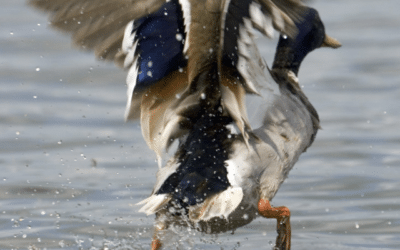 Dierproeven terugdringen