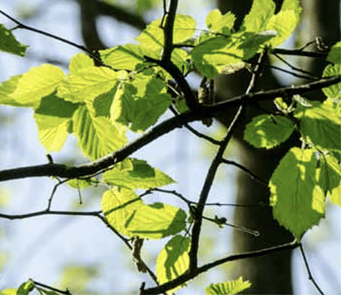 hoogsensitief blad
